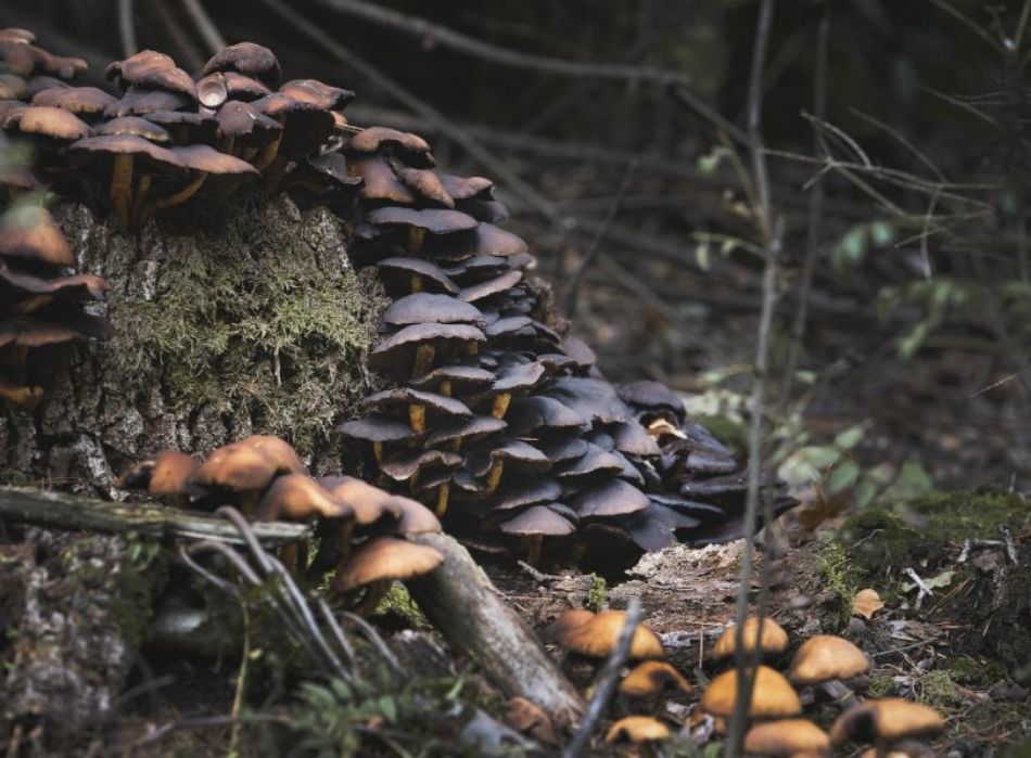 Fungal biodiversity in temperate forests: what threatens it?